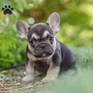 Page, French Bulldog Puppy